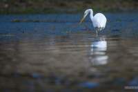 Great Egret feeding in the shallows near Marion Bay on the east coast of Tasmania.